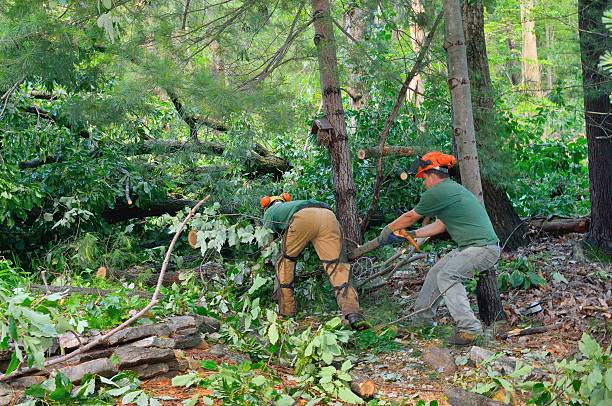  , USA Tree Service Pros